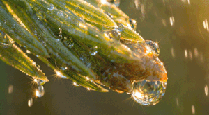 Maoris Creantor - Artist Island